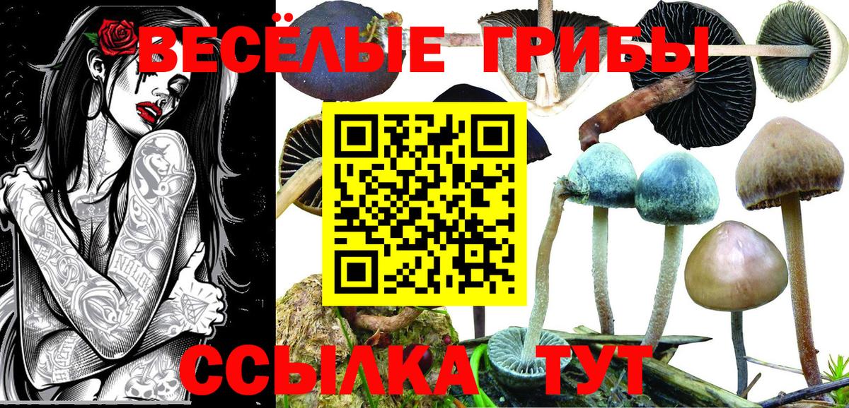 Кинель  Галлюциногенные грибы GOLDEN TEACHER  Вход с VPN 